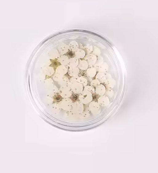 WHITE DRY FLOWERS